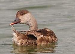 Red-crested Pochard