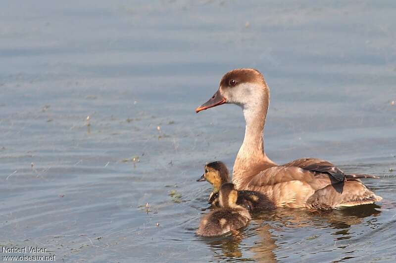 Red-crested Pochard, swimming, Reproduction-nesting
