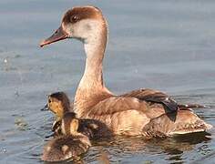 Red-crested Pochard