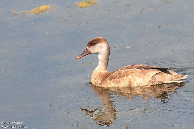 Nette rousse femelle adulte, identification