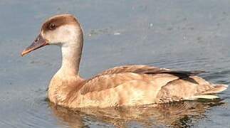 Red-crested Pochard