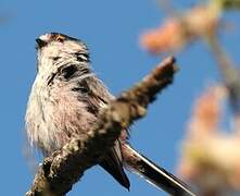 Long-tailed Tit