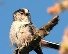 Long-tailed Tit