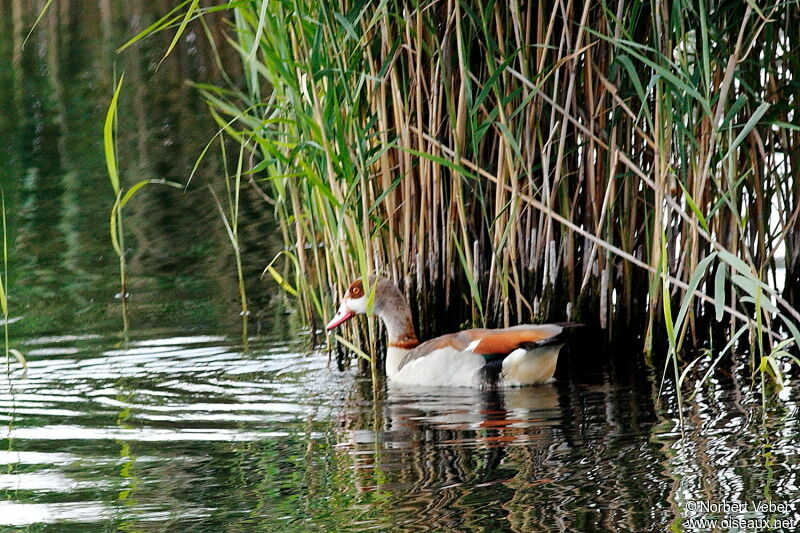 Egyptian Goose female adult