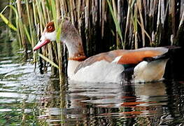 Egyptian Goose