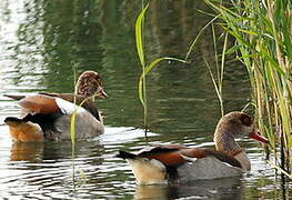 Egyptian Goose