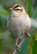 Sedge Warbler