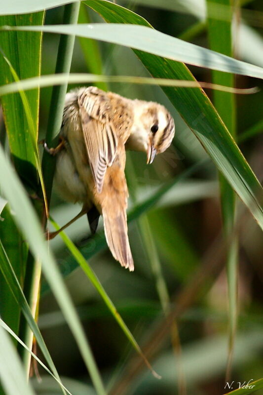 Sedge Warbler