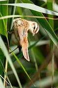 Sedge Warbler