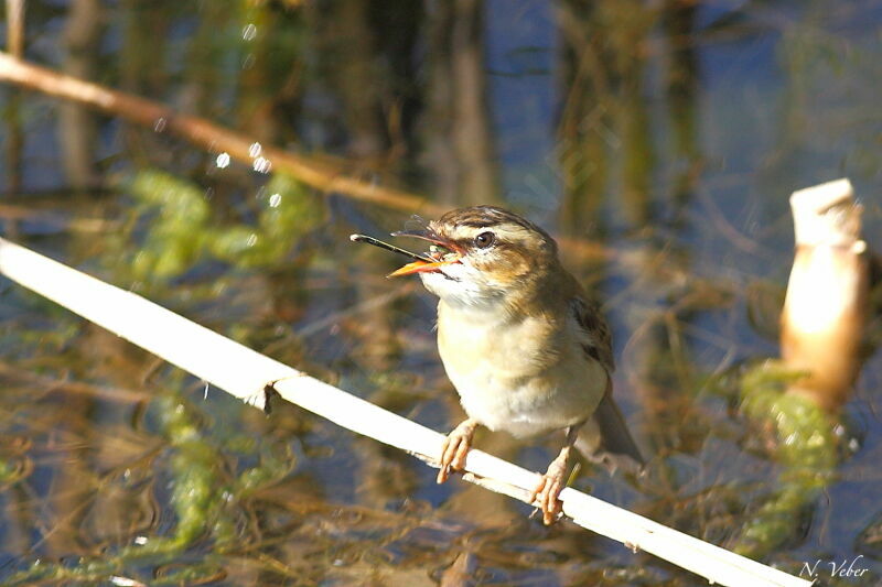 Sedge Warbler