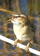 Sedge Warbler