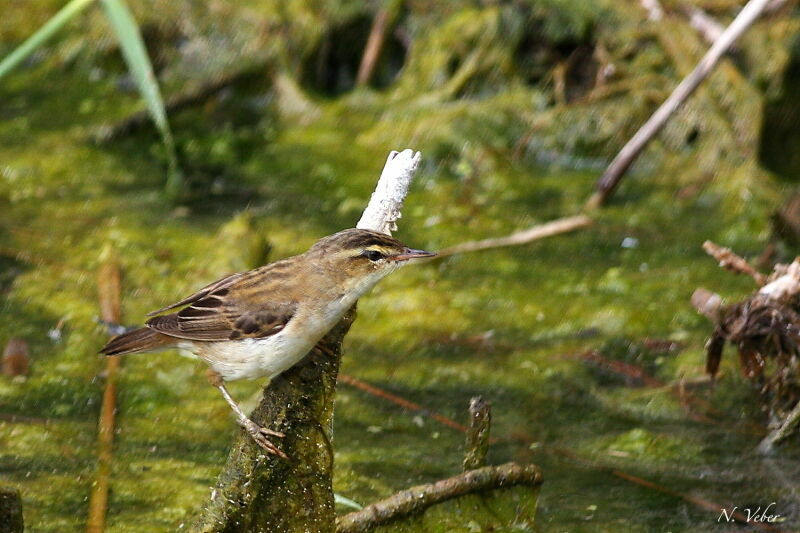 Phragmite des joncsadulte