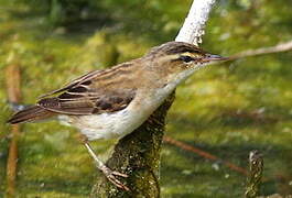 Sedge Warbler