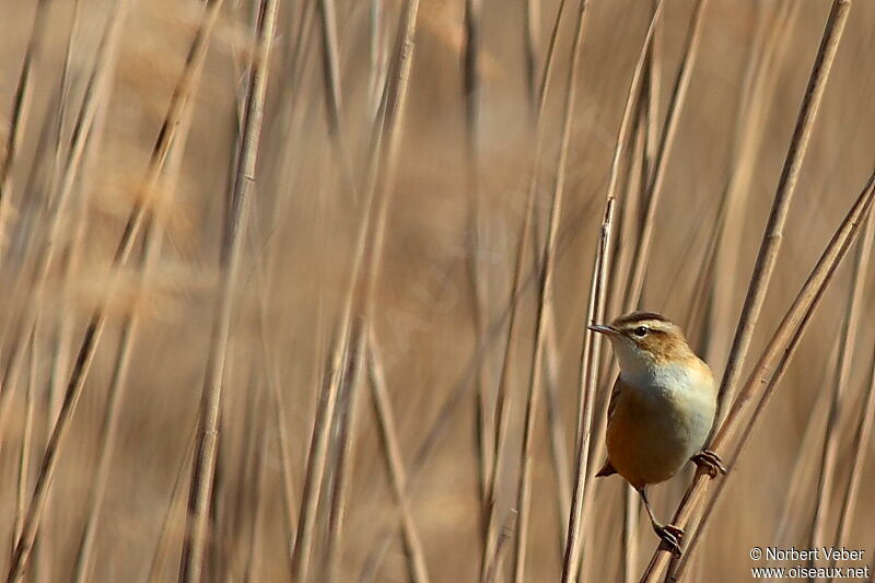 Sedge Warbleradult, identification