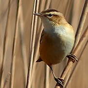 Sedge Warbler