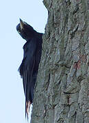 Black Woodpecker