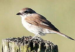 Red-backed Shrike