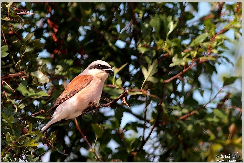 Red-backed Shrike male adult