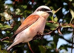 Red-backed Shrike