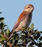 Red-backed Shrike