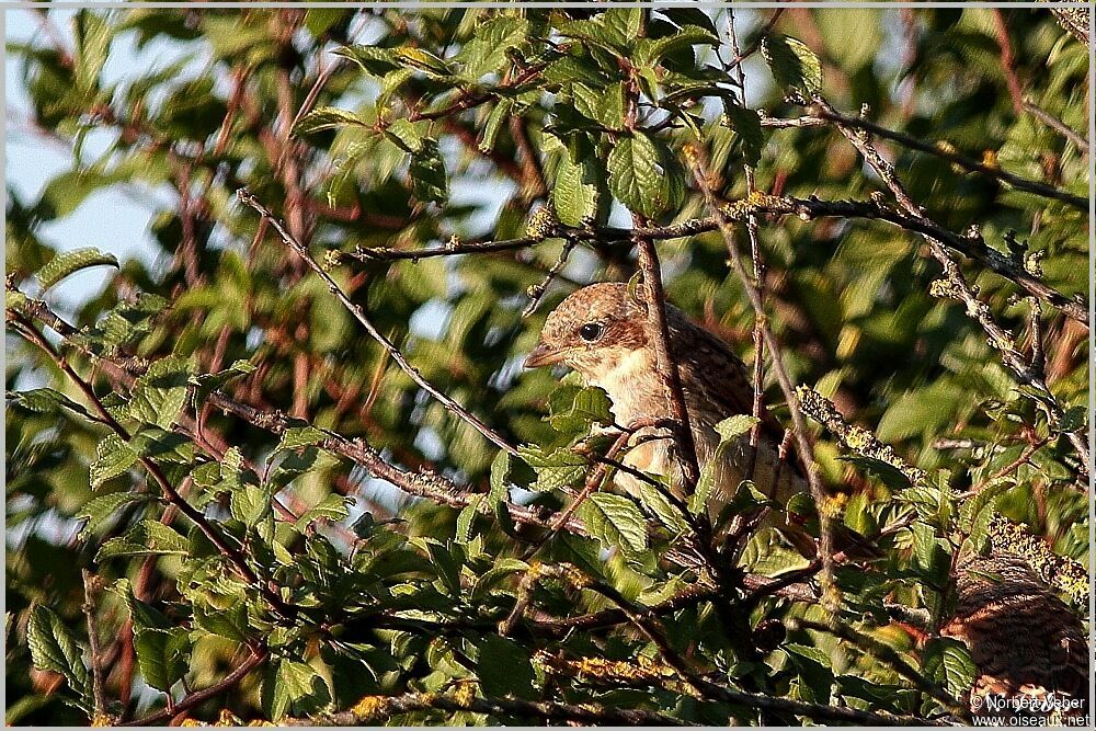 Red-backed Shrikejuvenile