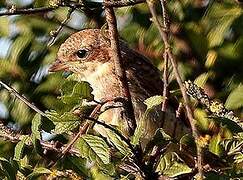 Red-backed Shrike