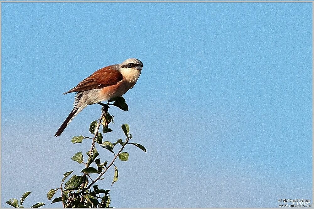 Red-backed Shrike male adult