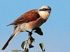 Red-backed Shrike