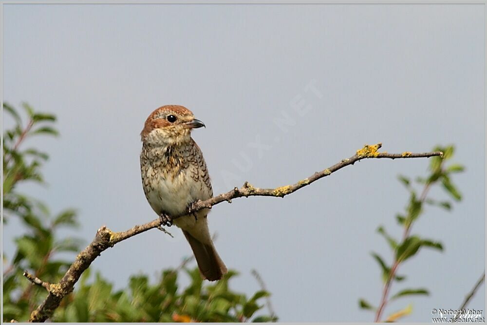 Red-backed Shrike female First year