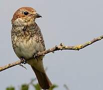 Red-backed Shrike