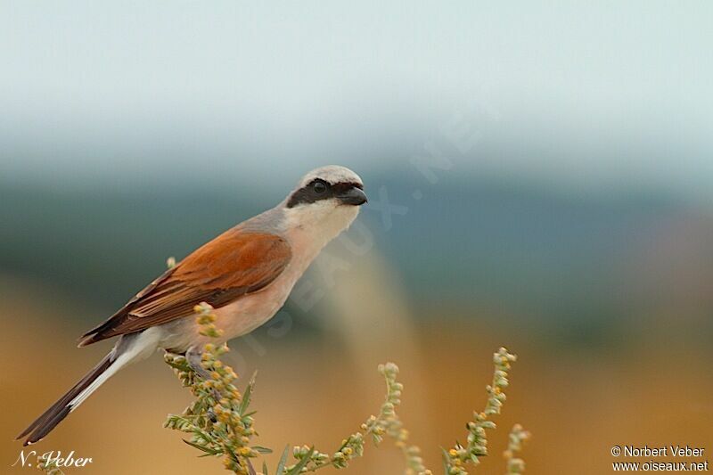 Red-backed Shrike male adult, identification