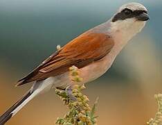 Red-backed Shrike