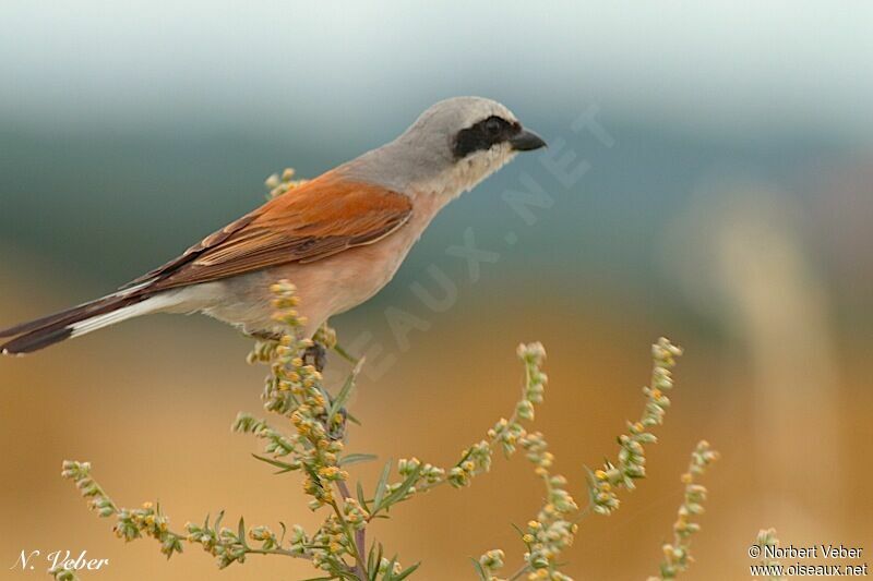 Red-backed Shrike male adult, identification