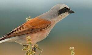 Red-backed Shrike