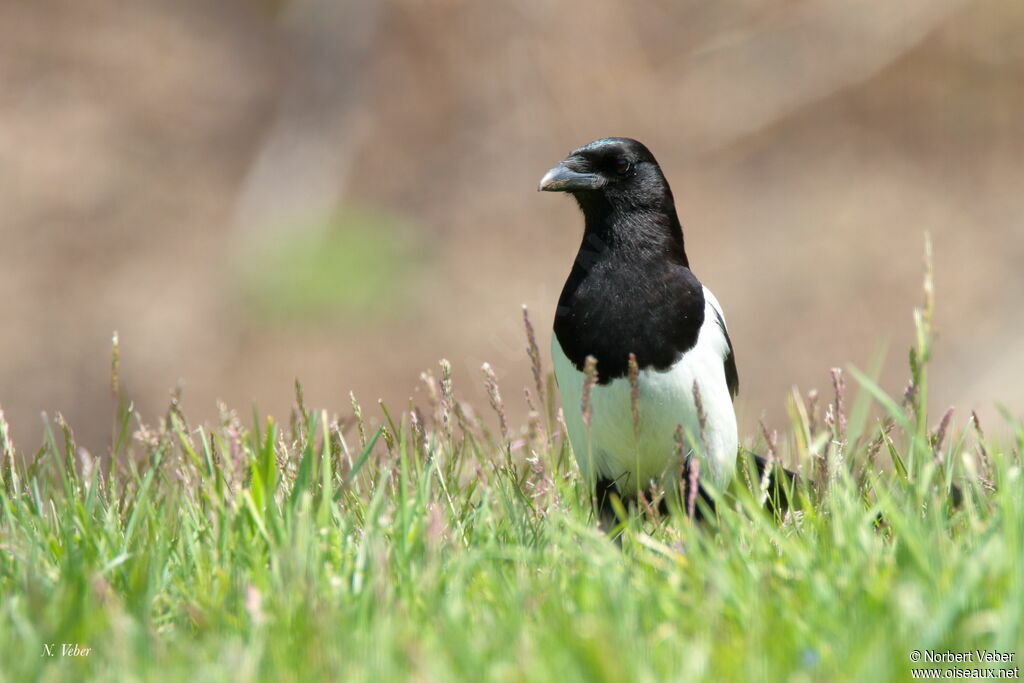 Eurasian Magpie