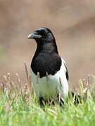 Eurasian Magpie