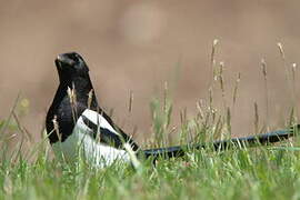 Eurasian Magpie