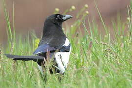 Eurasian Magpie