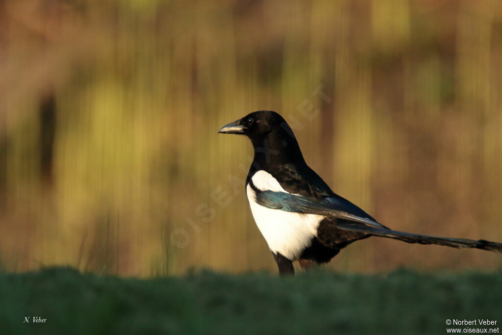 Eurasian Magpie