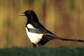 Eurasian Magpie