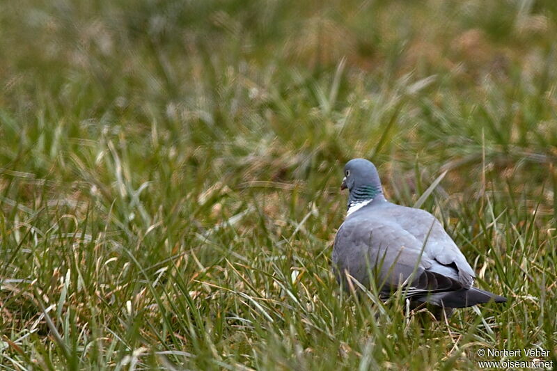 Pigeon ramieradulte, identification