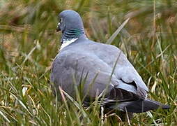 Common Wood Pigeon