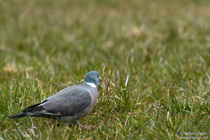 Pigeon ramieradulte