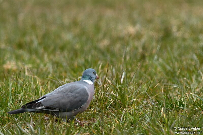 Pigeon ramieradulte