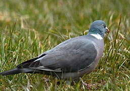 Common Wood Pigeon