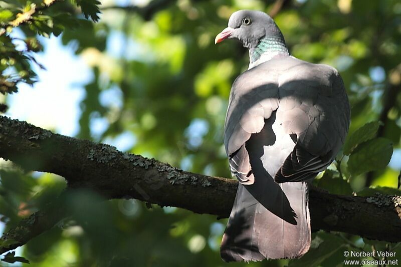 Common Wood Pigeonadult