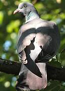 Common Wood Pigeon