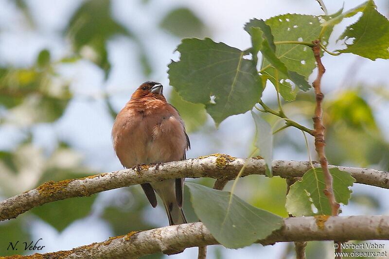 Common Chaffinch male adult