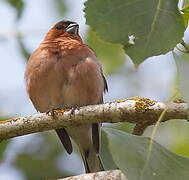 Eurasian Chaffinch