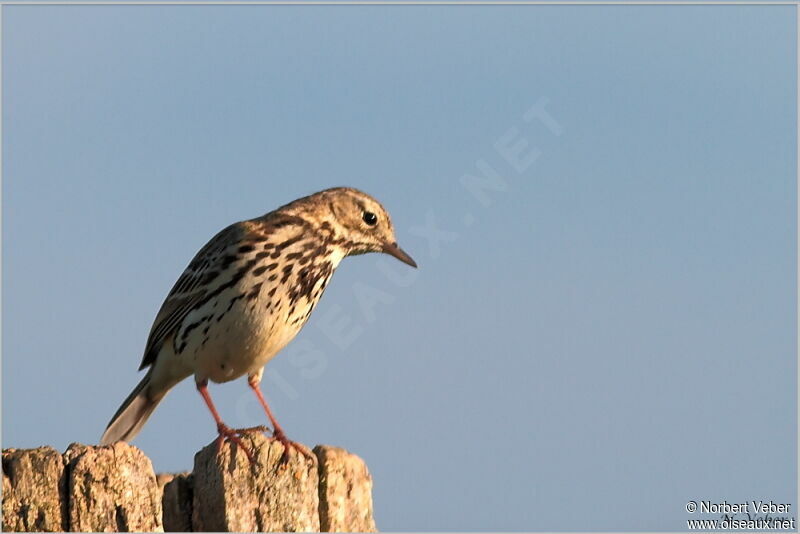 Pipit farlouseadulte